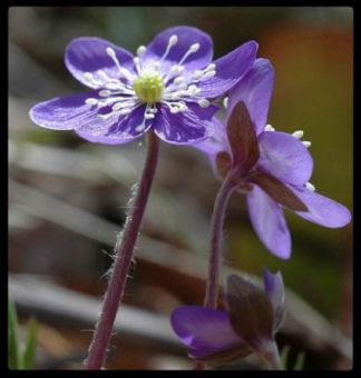 billede af bl anemone