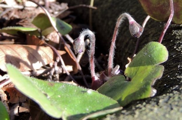 billede af anemoneknop